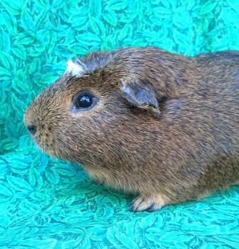Rescue Short Haired Guinea Pigs for Adoption in Goleta, California - Charlie Brown | PetCurious